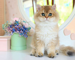 Кошки в Владивостоке: Длинношерстный британский котенок Мальчик, 60 000 руб. - фото 4