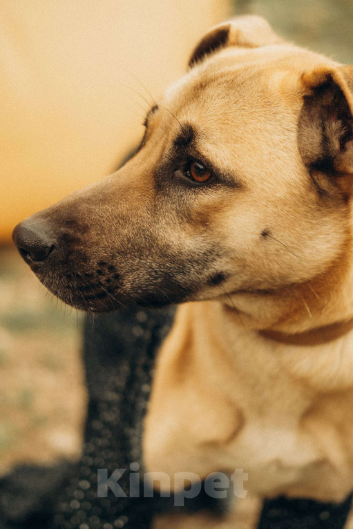 Собаки в Москве: Вега ищет дом Девочка, Бесплатно - фото 1