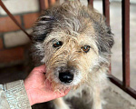 Собаки в Москве: небольшая собачка ищет семью Девочка, 100 руб. - фото 3