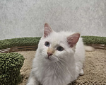 Кошки в Владивостоке: Cotton Мальчик, 50 000 руб. - фото 3