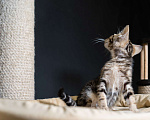 Кошки в Волгограде: Ориентальные котята Мальчик, 45 000 руб. - фото 7