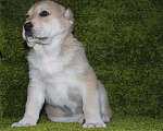 Собаки в Барнауле: Высокопородные Щенки САО Девочка, 25 000 руб. - фото 5