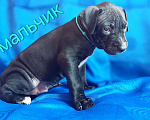 Собаки в Москве: Перспективные  щенки Американского питбультерьера Мальчик, 55 000 руб. - фото 2