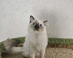 Кошки в Владивостоке: Caramel Девочка, 50 000 руб. - фото 4