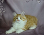 Кошки в Егорьевске: Котенок Курильского бобтейла Мальчик, 45 000 руб. - фото 1