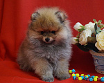 Собаки в Москве: Мини мальчик - рыжий соболь Мальчик, 30 000 руб. - фото 3