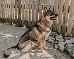 Собаки в Москве: Дакота ищет дом Девочка, Бесплатно - фото 1
