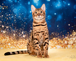 Кошки в Москве: Бенгальский котенок Мальчик, Бесплатно - фото 2