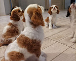 Собаки в Ростове-на-Дону: Кавалер кинг чарльз спаниель  Мальчик, 85 000 руб. - фото 8