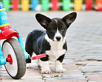 Собаки в Москве: Вельш корги кардиган Девочка, Бесплатно - фото 1