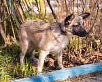 Собаки в Москве: Маленькая собачка в добрые ручки Девочка, Бесплатно - фото 2