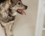 Собаки в Москве: Пес, которого уберегли от расправы, сидит в приюте Мальчик, 10 руб. - фото 8