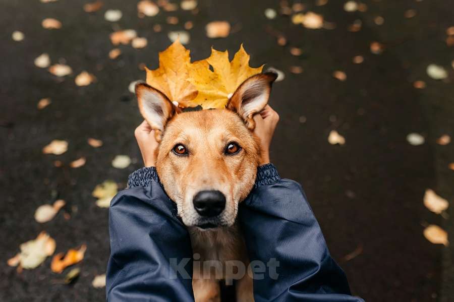 Собаки в Москве: Ласковая и общительная Ода ищет дом! Девочка, Бесплатно - фото 1