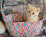 Кошки в Омске: Золотые шиншиллята Мальчик, 20 000 руб. - фото 4