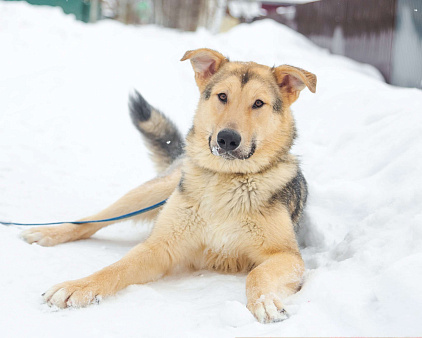 Объявление: Удивительный пёс Чингиз в поиске дома, Бесплатно, Электросталь