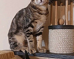 Кошки в Волгограде: Ориентальные котята Мальчик, 45 000 руб. - фото 3