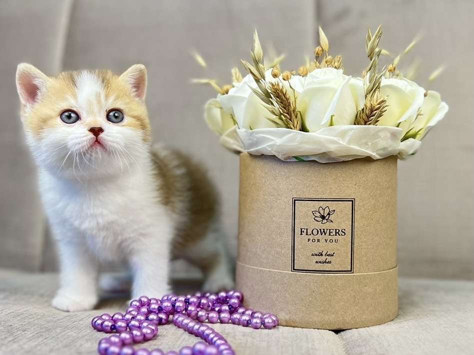 Кошки в Люберцах: Британский котенок Девочка, 25 000 руб. - фото 1