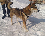 Собаки в Казани: В добрые руки, мальчик.  Мальчик, Бесплатно - фото 3
