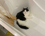 Кошки в Белоозёрском: Потерялся чёрно-белый кот! Мальчик, Бесплатно - фото 2