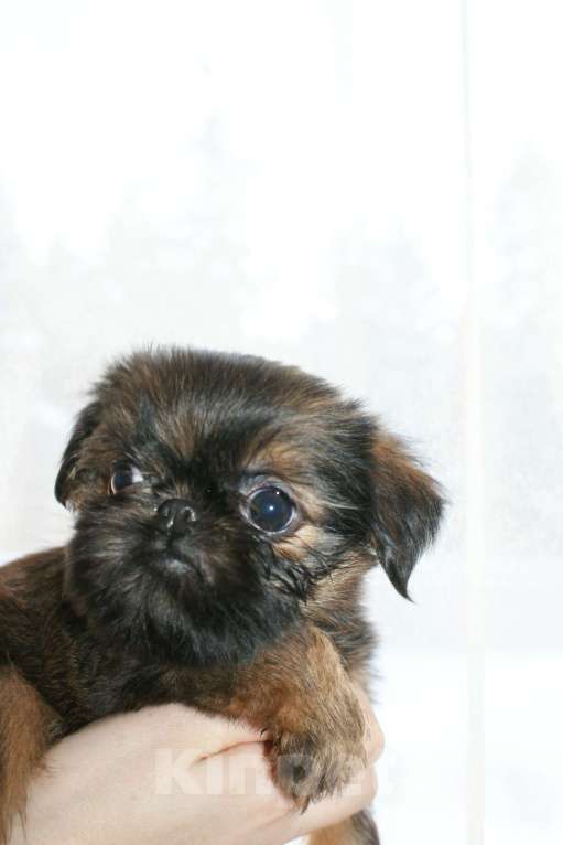 Собаки в Всеволожске: щенок Девочка, 60 000 руб. - фото 1