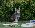 Собаки в Москве: Щенки волчьей собаки Саарлоса Мальчик, 160 000 руб. - фото 7
