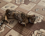 Кошки в Лангепасе: Продаю бенгальского кота Мальчик, 70 000 руб. - фото 6