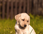 Собаки в Барнауле: Лабрадор ретривер щенки, 40 000 руб. - фото 6
