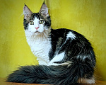 Кошки в Мытищах: Котенок Мейн-кун полидакт Мальчик, 45 000 руб. - фото 7