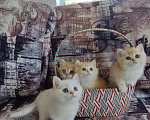 Кошки в Омске: Золотые шиншиллята Мальчик, 20 000 руб. - фото 1