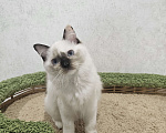 Кошки в Владивостоке: Caramel Девочка, 50 000 руб. - фото 5