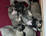 Собаки в Ялте: Щенок Мопса Мальчик, 25 000 руб. - фото 2