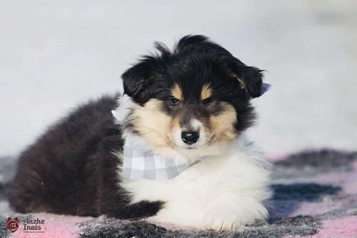 Объявление: Триколорный щенок колли длинношерстного, Бесплатно, Челябинск