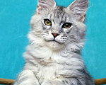 Кошки в Мытищах: Котенок Мейн-кун Мальчик, 30 000 руб. - фото 3