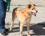 Собаки в Москве: Бублик в поисках своей семьи Мальчик, 1 руб. - фото 9