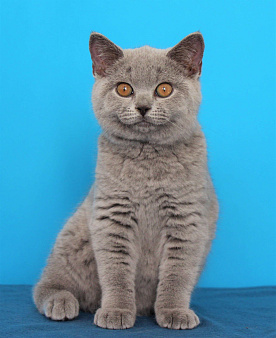 Объявление: Британские котята девочки, Бесплатно, Ульяновск