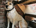 Собаки в Москве: небольшая собачка ищет семью Девочка, 100 руб. - фото 2