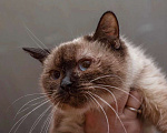 Кошки в Москве: Кошка Мальвина - очаровательная таичка в добрые руки Девочка, Бесплатно - фото 3