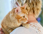Кошки в Москве: Кошечка Апельсинка - рыжая красавица в добрые руки Девочка, Бесплатно - фото 6