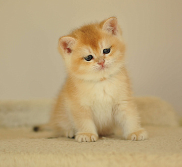 Объявление: Британский котик окраса золотая шиншилла, 40 000 руб., Уфа