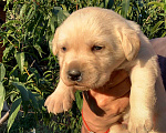 Собаки в Калуге: Щенки Лабрадора, 25 000 руб. - фото 1