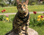 Кошки в Воскресенске: Потерялся наш домашний кот Мальчик, Бесплатно - фото 2