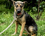 Собаки в Ногинске: Нежность по имени Линда! Девочка, Бесплатно - фото 2