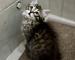 Кошки в Москве: Чудесный котенок Майя ищет дом  Девочка, Бесплатно - фото 4