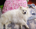 Собаки в Волгограде: Потерялся белый Шпиц зовут Тедди  Мальчик, 1 000 руб. - фото 1