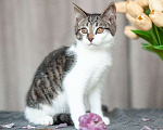 Кошки в Москве: 3 очаровательных разноцветных котенка в дар Мальчик, Бесплатно - фото 2