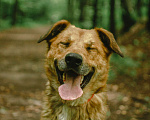 Собаки в Москве: Бен Мальчик, Бесплатно - фото 2