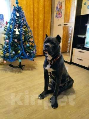 Собаки в Костроме: продажа породистой собаки Мальчик, Бесплатно - фото 1