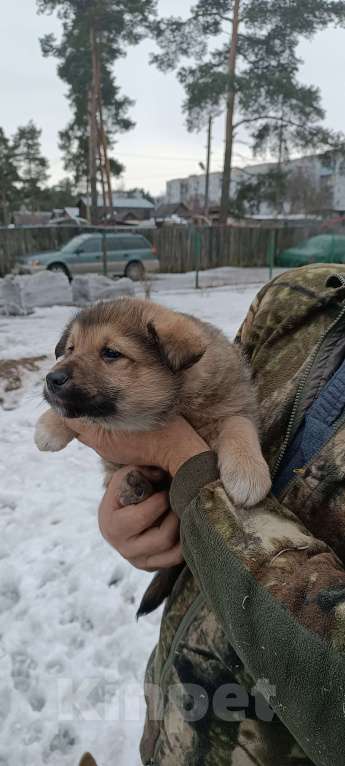 Собаки в Приозерске: Отдам в хорошие руки Мальчик, Бесплатно - фото 1