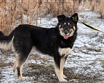 Собаки в Москве: Бекки Девочка, Бесплатно - фото 1