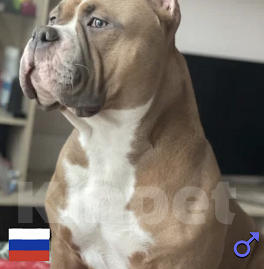 Собаки в Москве: Кобель для вязки Мальчик, 50 руб. - фото 1